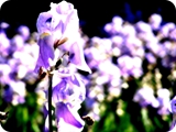 giardini segreti di villa borghese 4