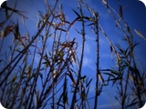 riserva naturale dell'aniene 4