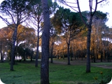 villa ada 9