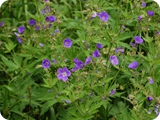 1 - val di genova - fiori