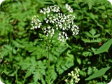 27 - val nambrone - sentiero amolacqua - fiori