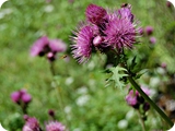 32 - val nambrone - sentiero amolacqua - fiori