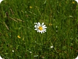 35 - val nambrone - fiori