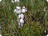 38 - madonna di campiglio - fiori