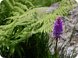 39 - madonna di campiglio - fiori