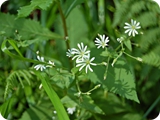 46 - val nambino - fiori