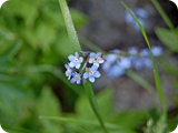 47 - val nambino - fiori
