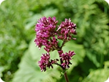 48 - val nambino - fiori