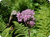 49 - val nambino - fiori