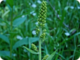 50 - val nambino - fiori
