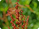 52 - val nambino - fiori