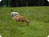 8 - val di genova - malga bedole