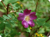 9 - val di genova - fiori