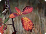 foglie rosse