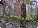 il cancello nel bosco