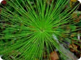 raggiera