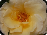 raffaello