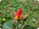 reuquiz (bocciolo)