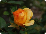yellow charles austin