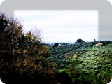 coltodino (paesaggio)
