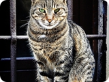 farfa (ritratto di gatto) 