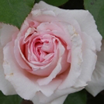 Giovanni Ingrassia Fotografo d'Arte - rose / roses